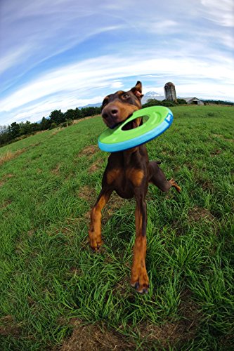 Chuckit! Zipflight Flying Disc Dog Toy, Medium (8.5