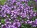 Thyme, Creeping Thyme, Walk on Me, 880 Seeds! Groco*