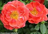 OSO EASYÂ® Mango Salsa Rose - HARDY /DISEASE RESISTANT - Proven Winners