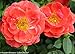 OSO EASY® Mango Salsa Rose - HARDY /DISEASE RESISTANT - Proven Winners