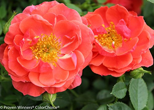 OSO EASY® Mango Salsa Rose - HARDY /DISEASE RESISTANT - Proven Winners