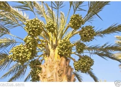 Amazon Com 15 Medjool Date Palm Seeds Pits Phoenix Dactylifera Large Fruit Mejhool Dates Garden Outdoor