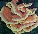 Chicken of the Woods Mushroom Mycelium Plug Spawn - 50 Count - Grow Gourmet Mushrooms At Home!