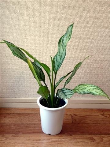 Amazon 名画 Leon にて レオンが愛した植物 アグラオネマ シルバークイーン 4号鉢 アグラオネマ ホーム キッチン