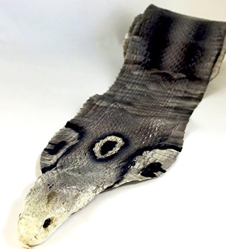 Genuine Cobra Skin With Head Grade #1 (Grey)