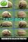 Livro Tatu-bola