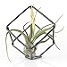 Rustic Style Freestanding Hanging Metal Tillandsia Air Plant Rack Holder Black Bronze 3.15inches x 3.15inches Height Quadrilateral Cube Shape Geometric (black) No Plants