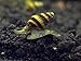 12 Live Assassin Snails (Clea helena - 1/2 to 1 Inch) - Removes All Pest Snails! by Aquatic Arts