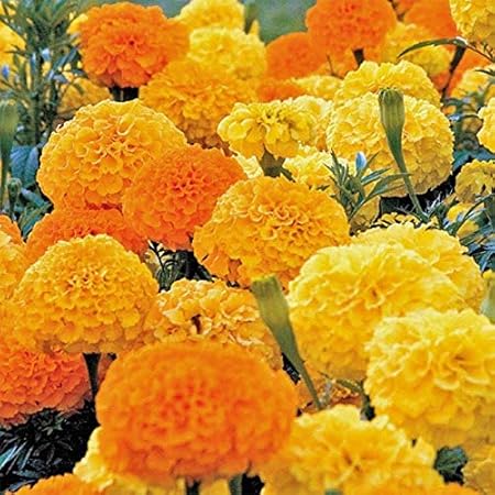 Promote Traders Pack of 100 Flower Seeds-Home Kitchen Garden Seeds for Hanging Pot Gardening -African Marigold(genda) Flower Seeds