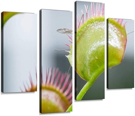Amazon Co Jp アートパネル 閲覧注意 羽虫をパクっとハエトリソウの写真ハエトリソウ モルボル 捕食 棘 食虫植物 養分インテリア 絵画 壁掛け ポスター キャンバス 部屋飾り アート 壁キャンバス 壁飾り 壁キャンバス絵画 おしゃれ 北欧 新築飾り お祝い 贈り物
