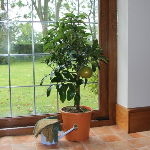 Grapefruit Tree Gift Amazon.co.uk Garden & Outdoors