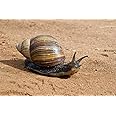 Giant African Land Snail Tanzania Poster Print by Charles Sleicher (18 x 12)