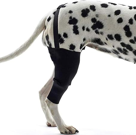 dog knee support brace