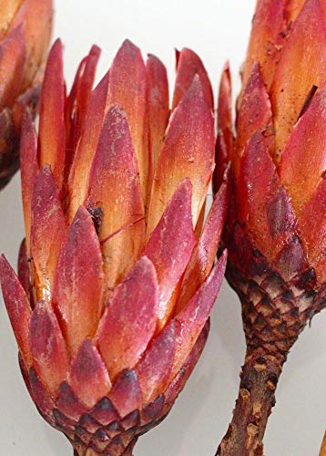 Afloral Natural Dried Flower Protea Repens Pods in Red Orange - 6 per Bunch