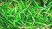 AquariumPlantsFactory 10+ Dwarf Sagittaria Subulata Carpet Foreground Freshwater Live Aquarium Plants BUY2GET1FREE