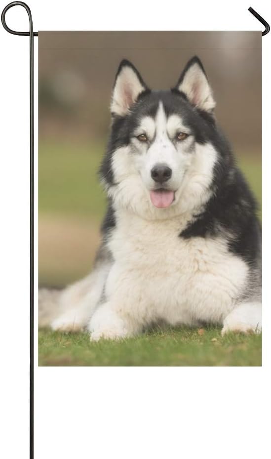purebred siberian husky