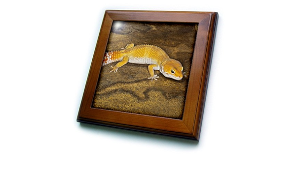 leopard gecko tile