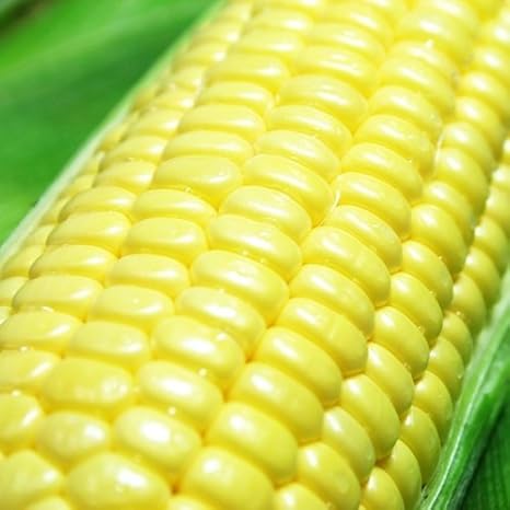 Amazon とうもろこし きみひめ 5 6本 スイートコーン 最大糖度19度 生で食べられる 山梨県産 農家直送 Shopvision とうもろこし 通販