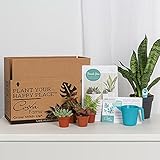 Costa Farms Subscription Box O2 for You Live Indoor