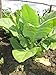 Seeds Tobacco Smoking Burley Giant Big Leaf Cigar Organic Heirloom Ukraine for Planting