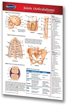 Amazon Com Joints Articulations Guide Laminated Pocket Chart Anatomy Quick Reference Guide By Permacharts Office Products