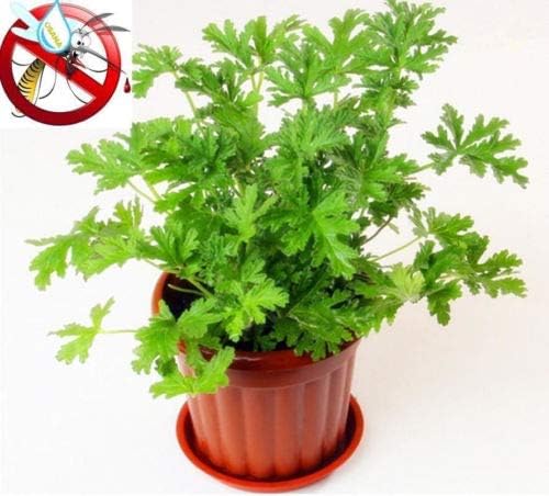 Citronella Plant Seeds Mozzie Buster Sweet Grass Mosquito Repellent Seeds for Garden DIY Home Gardening Very Easy to Grow Pack 200 pcs