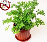 200 Pcs Citronella Plant Seeds Mozzie Buster Sweet Grass Mosquito Repellent for Home Garden