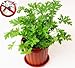 200 Pcs Citronella Plant Seeds Mozzie Buster Sweet Grass Mosquito Repellent for Home Garden