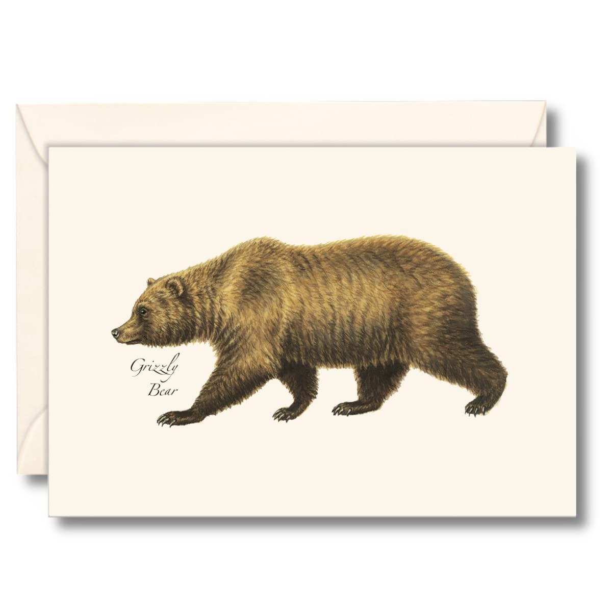 Earth Sky + Water - Grizzly Bear Notecard Set - 8 Blank Cards with Envelopes
