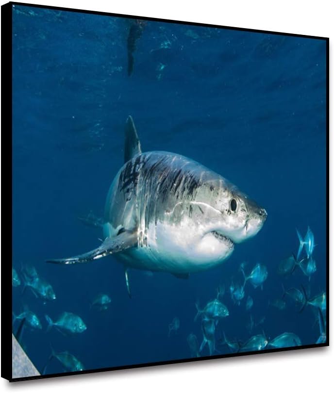 Musemailer Canvas Prints Wall Art 18"x12" Fierce Shark and Shoal of Fishes in The Blue Ocean Marine Animal Shark Framed Canvas Printed Picture for Wall Decoration Living Room Dining Room Study