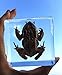 Toad Specimen Paperweight Science Education Specimens