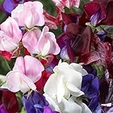 David's Garden Seeds Flower Sweet Pea Old Spice SV1000G (Multi) 100 Open Pollinated Seeds