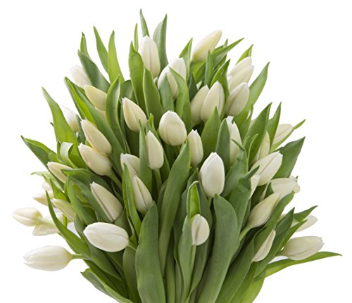 Farm2Door: 50 White Tulips Fresh from Holland - Farm Direct Wholesale Fresh Flowers