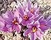 Indus Organics Saffron Strings, Grown in Kashmir Mountains, 1 Gm, Premium Grade, Hand Selected, Freshly Packed