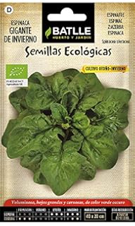 Semillas Ecológicas Hortícolas - Acelga verde penca ancha 3 ECO ...