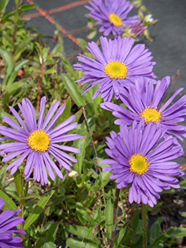 Aster alpinus Goliath - Lila Frühlingsaster, 3 Pflanzen im 7/6 cm Topf – Bild 4