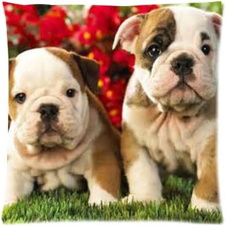 pillow and Outdoor Throw Pillow British Bulldog Puppy Zippered 18 inch (two sides)