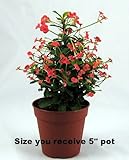 Red Crown of Thorns Plant - RARE - Euphorbia - 5 Pot