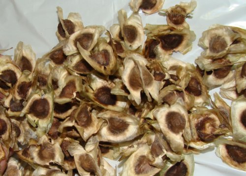 1000 Moringa Oleifera 100% Organic Seeds Fresh Harvest 1000 Moringa Oleifera 100% Organic Seeds Fresh Harvest