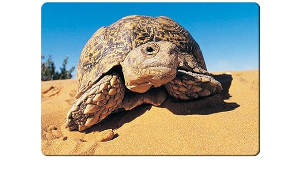 Diseño de tortuga leopardo desierto de kalahari imán para ...