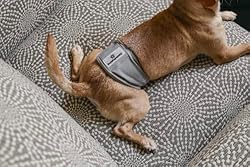 Pet Parents Premium Washable Dog Belly Bands