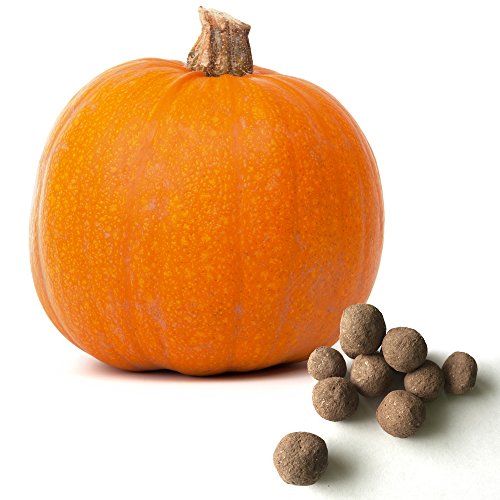 5 Pumpkin Seed Balls (Connecticut Field)- Herb & Vegetable Seed Bombs to make gardening fun and simple!