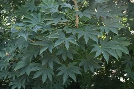 Bush Shrub Seeds Fatsia Japonica Hardy Japanese Aralia Seeds Very Exotic Home Garden