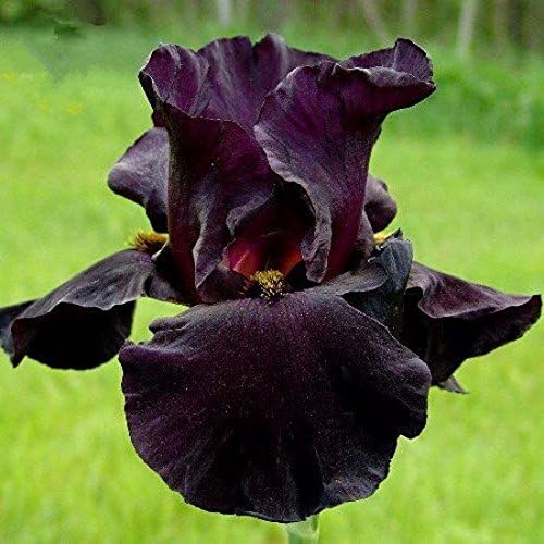 Nianyan Black Tall Bearded Flag Iris Perennial Garden Flower Rare Color Heat Resistant 5 pcs