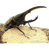 (昆虫)ヘラクレス・ヘラクレス グアドループ産 幼虫(3令)(1ペア) ヘラクレスオオカブトムシ 本州・四国限定[生体]