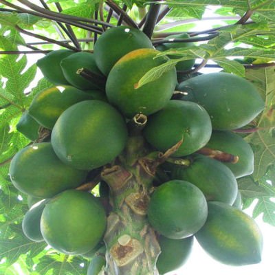 MELON TREE Mexican giant CARICA PAPAYA BULK 100 seeds