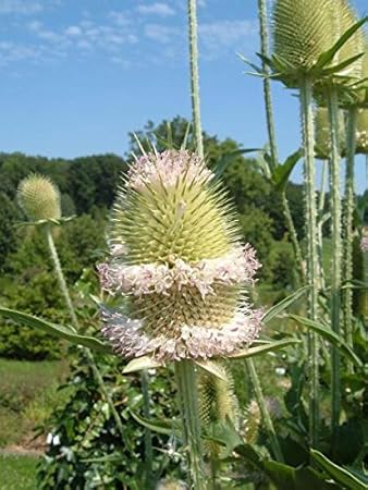 Wilde Karde Dipsacus fullonum 150 Samen