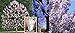 3 Pack Empress Tree Seeds 240 Seeds Upc 650327337749 - +3 Plant Markers Gorgeous spring flowers smell like lavender