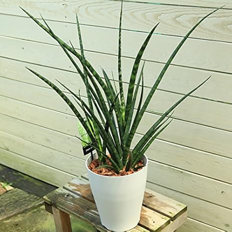 Amazon 観葉植物 サンセベリア サンスベリア ファーンウッド 現品限り 観葉植物 オンライン通販