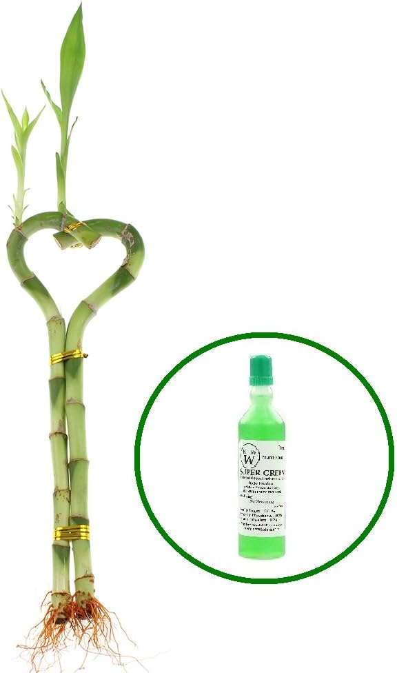NW Wholesaler - Heart Shaped Lucky Bamboo Arrangement with 1 Free Bottle of Bamboo Fertilizer (1)